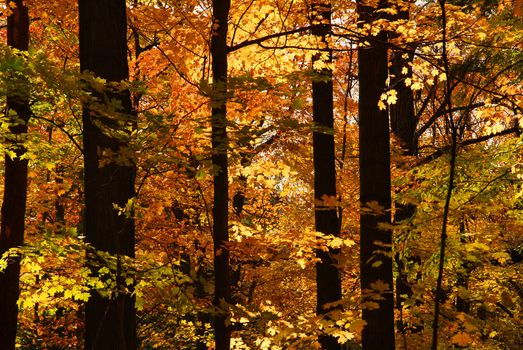 Scenic view of sunlit colorful forest in the fall