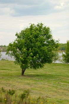 Blossoming mountain ash on a coast of the river
