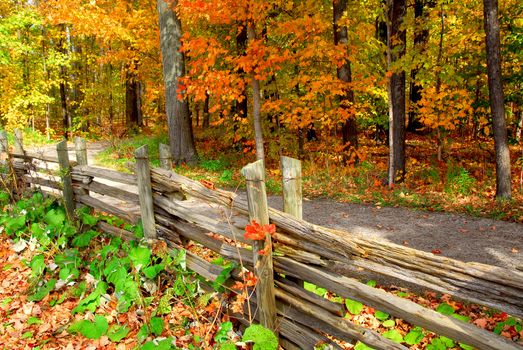 Scenic view of colorful forest in the fall and country road