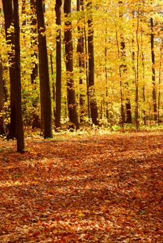 Colorful sunlit fall forest with fallen leaves covering the ground