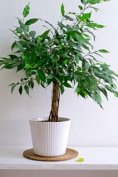 White pot with leafy plant