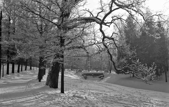 Trees alley and old bridge in park in winter monochrome