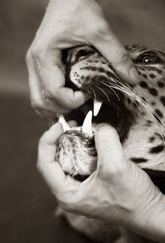 Furious leopard and man's hand close-up