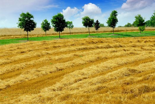 Farm field with yellow harvested grain