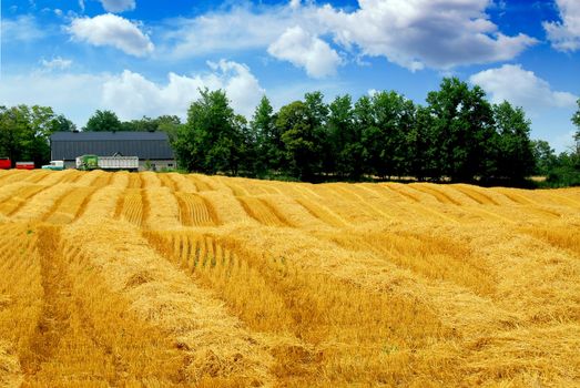 Farm field with yellow harvested grain and farmhouse
