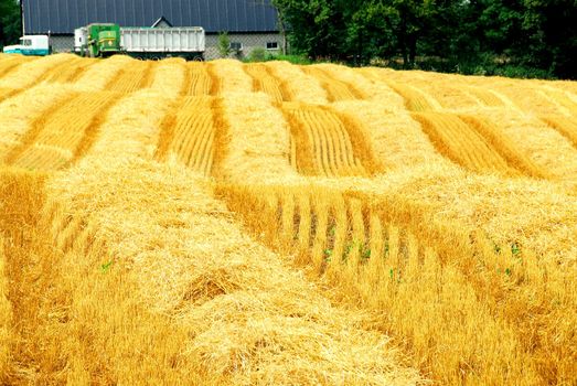 Farm field with yellow harvested grain and farmhouse