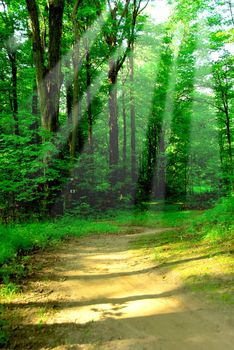 Green quiet forest on hot summer day wih sun beams