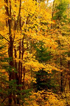 Colorful fall forest background with maple trees