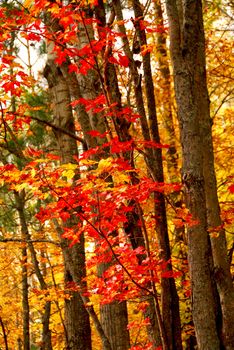 Colorful fall forest background with red maples leaves