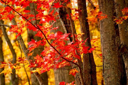 Colorful fall forest background with red maples leaves