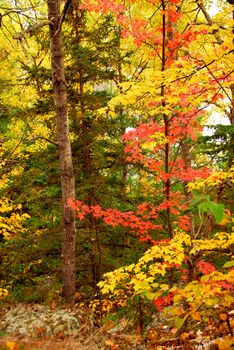 Colorful fall forest background with red maples leaves