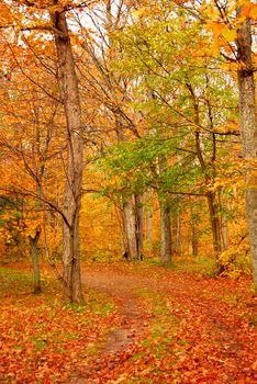 Road in a fall forest