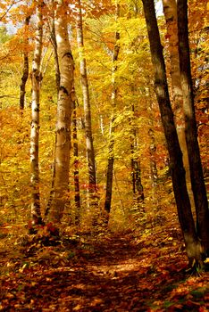 Fall forest background with hiking trail