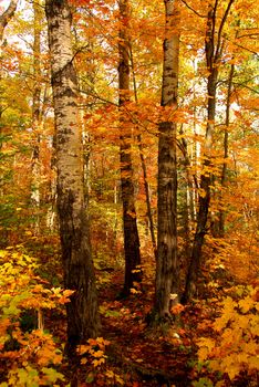 Golden fall forest with hiking trail