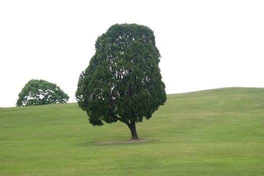 Spring Landscape with a tree daytime during spring