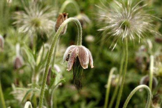 Close up of a Wild Flower in Spring background