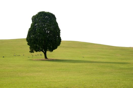 Solitary tree with birds in Spring Landscape in Korea