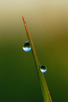 Evening dew, droplets gently slip from a blade, in them all planet is reflected.