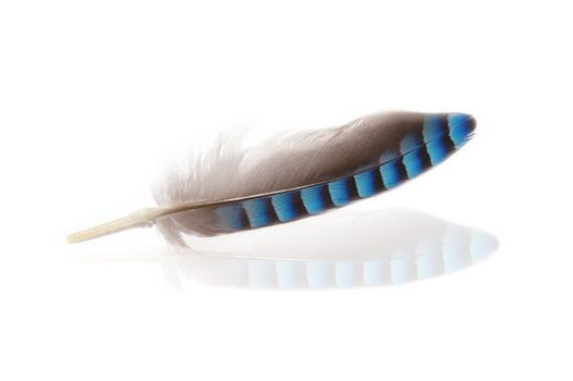 feather with reflection on a white background