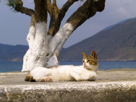 greek stray cat