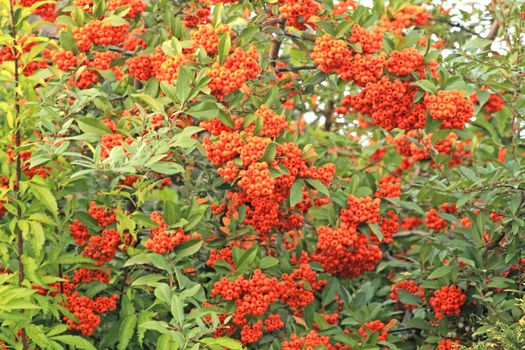 Red and green colors. Berries and leaves.