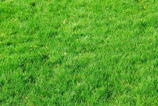 Green grass abstract background lawn spring summer 