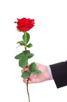 Man's hand holding a red rose on white background