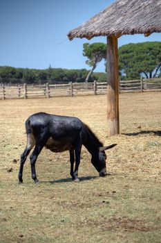 Photo of a cute donkey on the farm