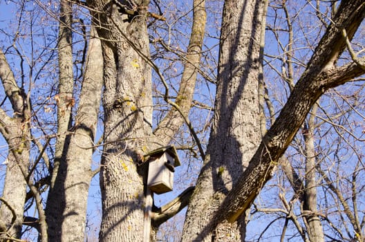 Nailed wooden bird nesting-box attached to tree trunk.