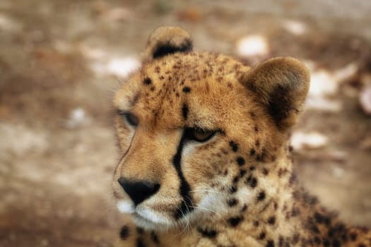 Close up of a cheetah in the nature