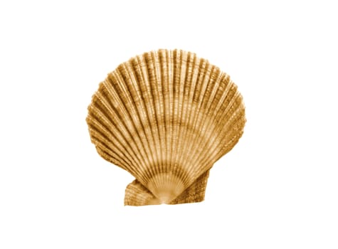 Whole single fresh scallop on white background for site