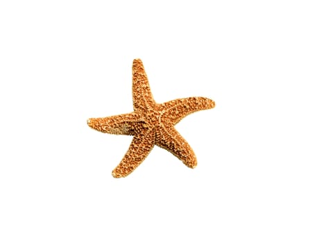 starfish isolated on the white background for you