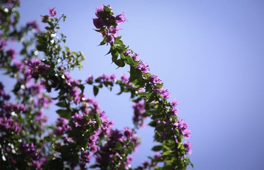 Fruit tree branches against blue sky at spring time