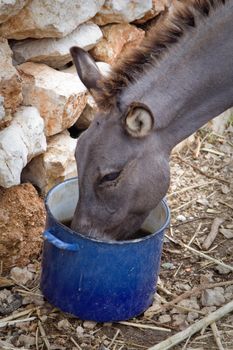 Photo of a cute donkey on the farm