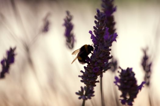 Bumble bee on a violet  lavender flower