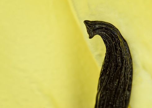 Vanilla ice cream decorated with vanilla beans , close up photo