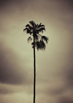 Palm tree ,retro style artistic toned , space for your text