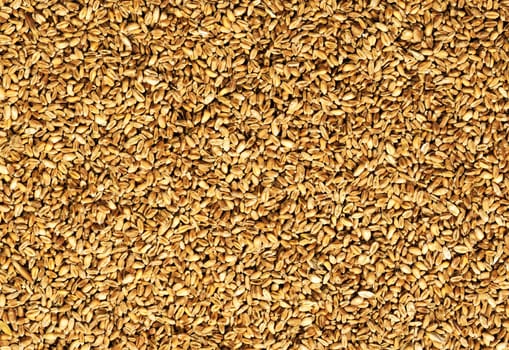 natural oat grains background, closeup for you