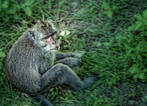 Wild monkey sitting, artistic processed and toned photo