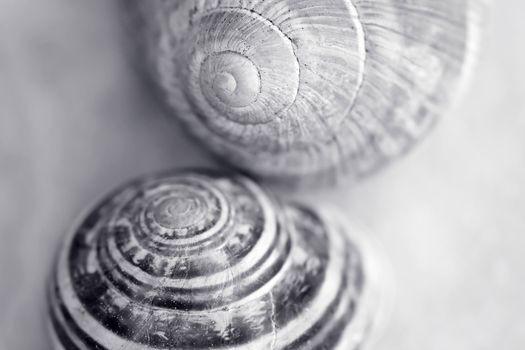 Snail house , artistic toned, shallow depth of field photo