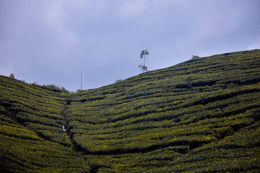 Indonesian tea fields on a sunny day