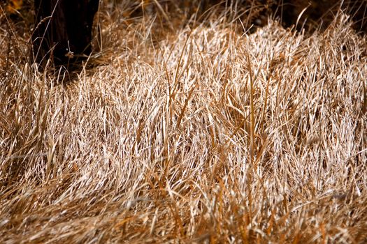 Dry grass in summertime,close up photo