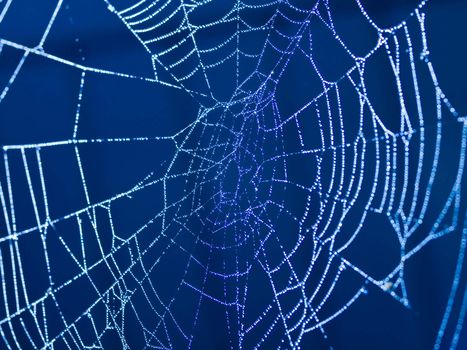 Spider Web Covered with Sparkling Dew Drops