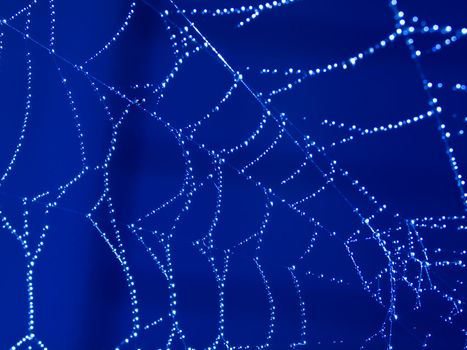 Spider Web Covered with Sparkling Dew Drops