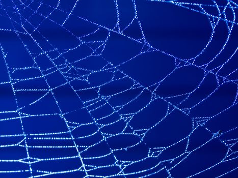 Spider Web Covered with Sparkling Dew Drops