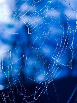 Spider Web Covered with Sparkling Dew Drops