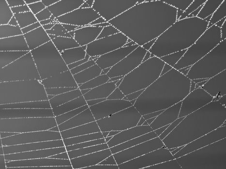 Spider Web Covered with Sparkling Dew Drops