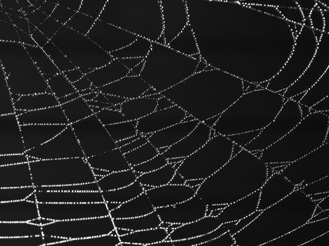 Spider Web Covered with Sparkling Dew Drops