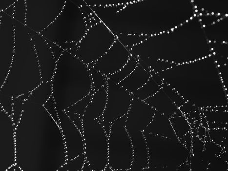 Spider Web Covered with Sparkling Dew Drops