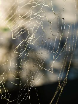 Spider Web Covered with Sparkling Dew Drops